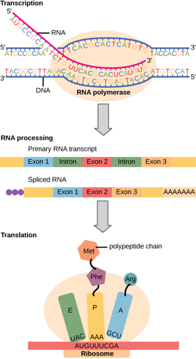 Fluxo clássico da informação genética: DNA → RNA → proteínas
